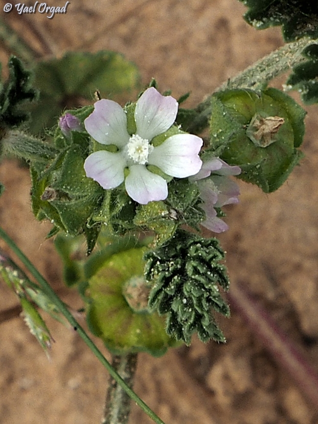 Malva parviflora  Geotagged,Israel,Malva parviflora,Winter