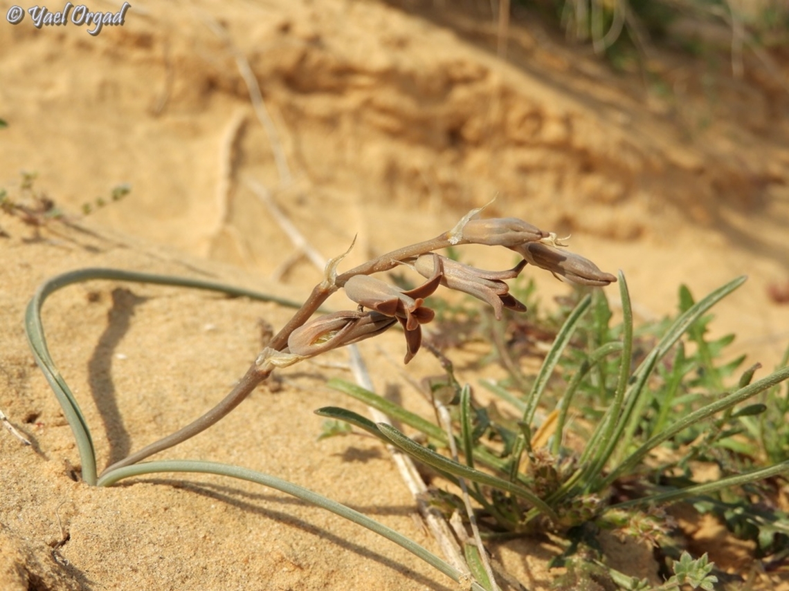 Dipcadi erythraeum  Brown Lily,Dipcadi erythraeum,Geotagged,Israel,Winter