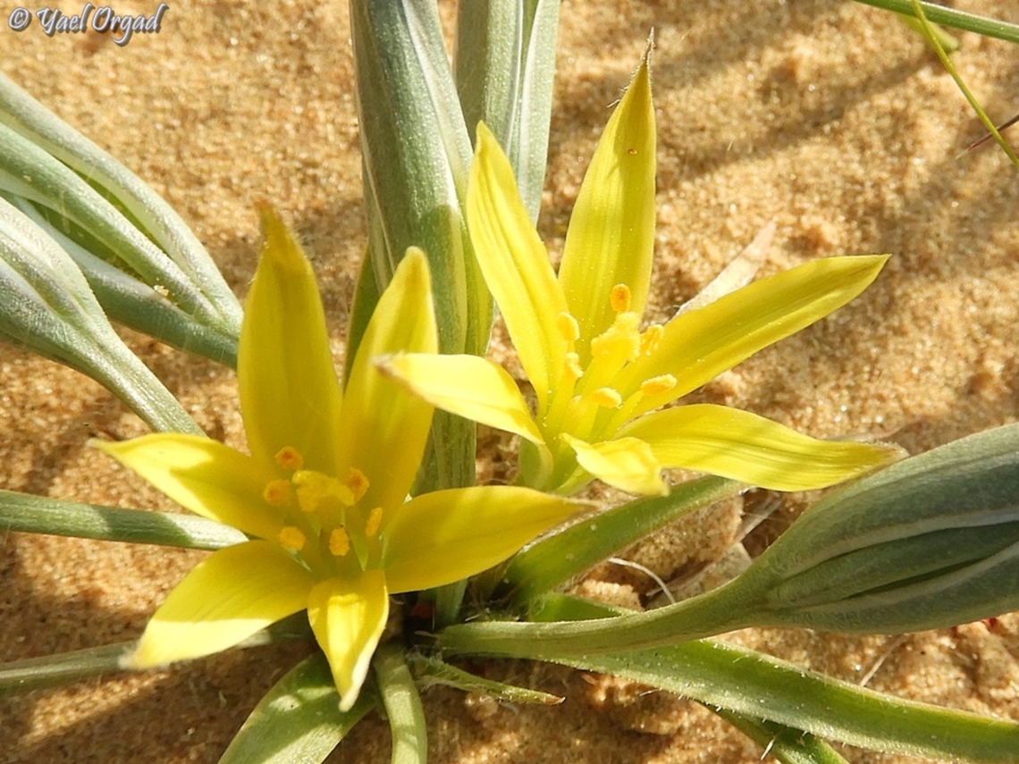 Gagea circumplexa  Gagea circumplexa,Geotagged,Israel,Winter