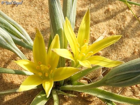 Gagea circumplexa  Gagea circumplexa,Geotagged,Israel,Winter