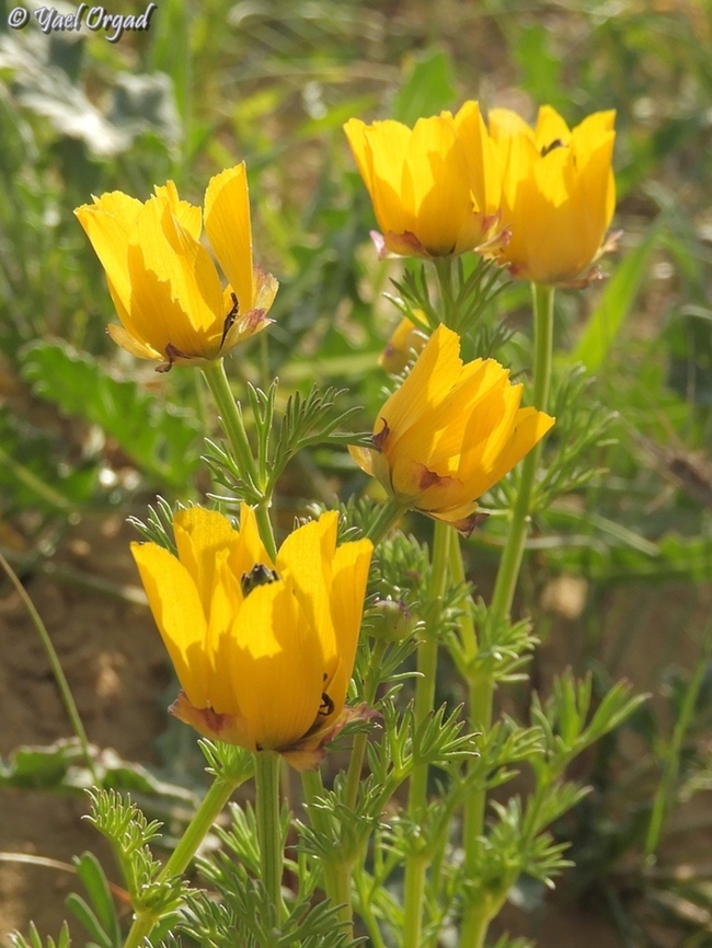 Adonis dentata  Adonis dentata,Geotagged,Israel,Winter