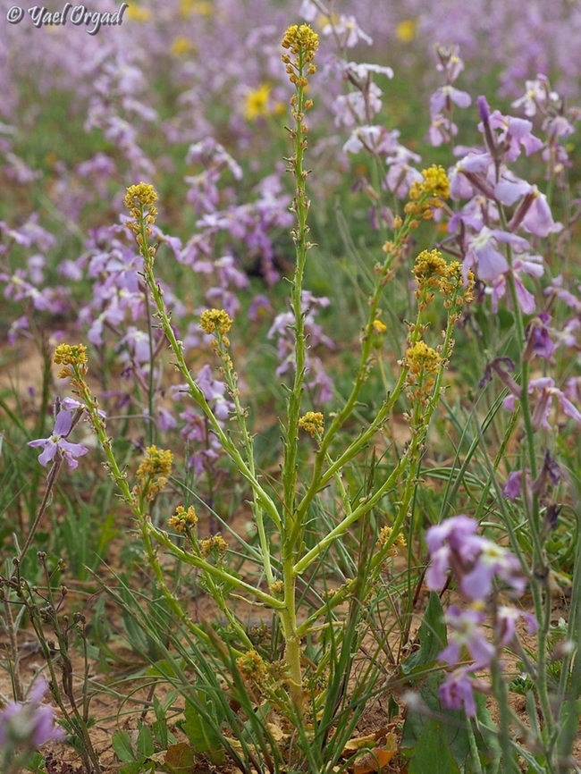 Schimpera arabica in a field of Matthiola aspera  Geotagged,Israel,Matthiola aspera,Schimpera arabica,Winter
