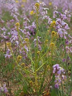 Schimpera arabica in a field of Matthiola aspera  Geotagged,Israel,Matthiola aspera,Schimpera arabica,Winter