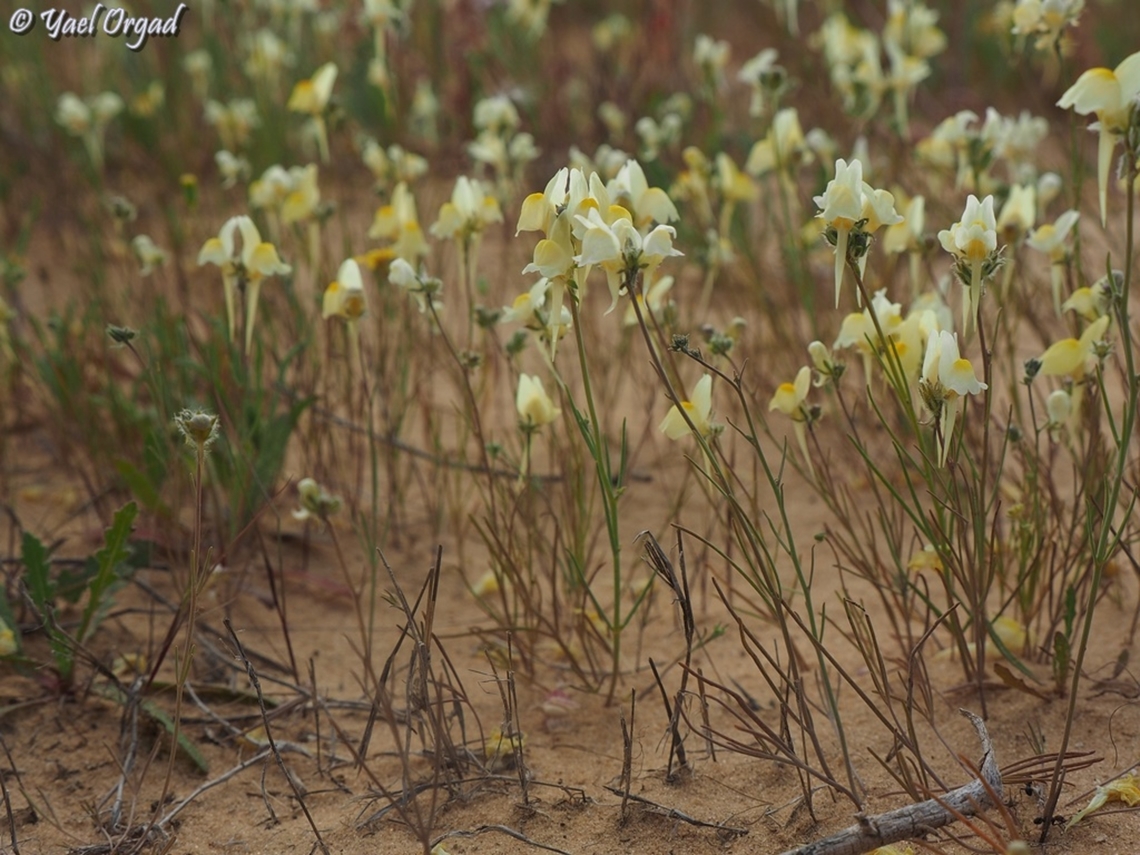 Linaria haelava  Geotagged,Israel,Linaria haelava,Winter