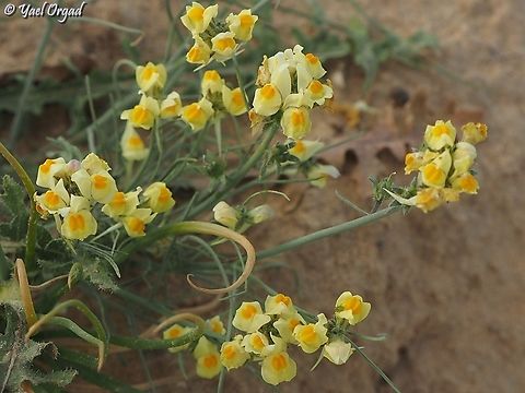 Linaria haelava  Geotagged,Israel,Linaria haelava,Winter