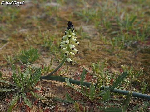 Leopoldia eburnea  Geotagged,Israel,Leopoldia eburnea,Winter