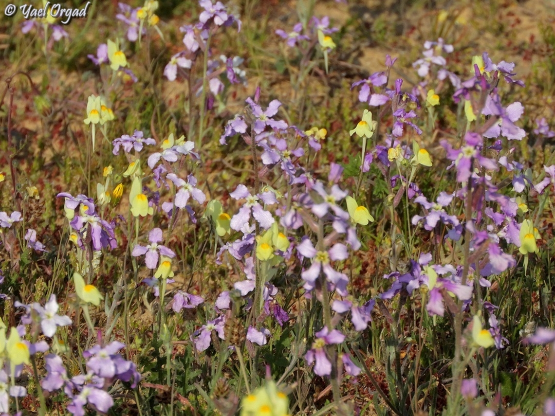 a patch of Matthiola aspera & Linaria haelava  Geotagged,Israel,Linaria haelava,Matthiola aspera,Winter