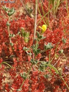 Lotus halophilus In a red patch of Crassula alata  Geotagged,Israel,Lotus halophilus,Winter