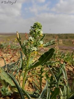Reseda arabica  Geotagged,Israel,Reseda arabica,Winter