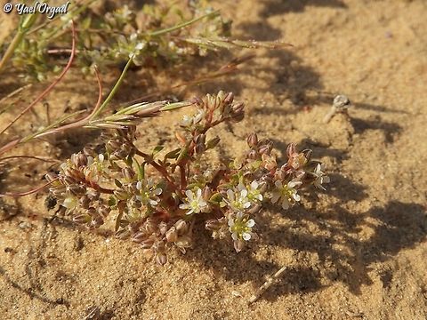 Polycarpon succulentum  Geotagged,Israel,Polycarpon succulentum,Winter