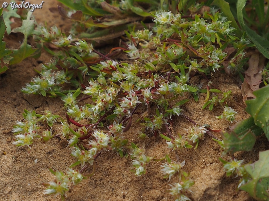 Paronychia arabica  Geotagged,Israel,Paronychia arabica,Winter