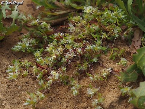 Paronychia arabica  Geotagged,Israel,Paronychia arabica,Winter
