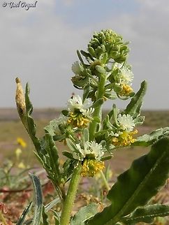 Reseda arabica  Geotagged,Israel,Reseda arabica,Winter