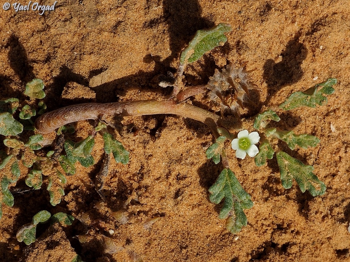 Neurada procumbens  Geotagged,Israel,Neurada procumbens,Winter