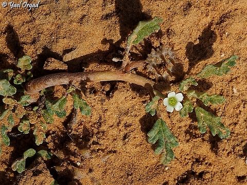 Neurada procumbens  Geotagged,Israel,Neurada procumbens,Winter
