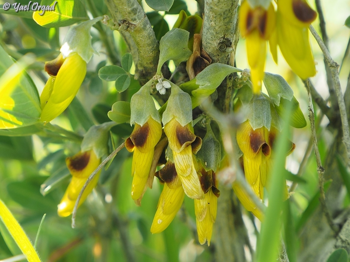 Anagyris foetida  Anagyris foetida,Geotagged,Israel,Winter