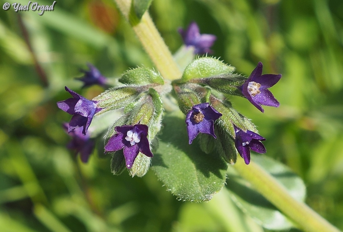 Anchusa undulata  Anchusa undulata,Geotagged,Israel,Winter
