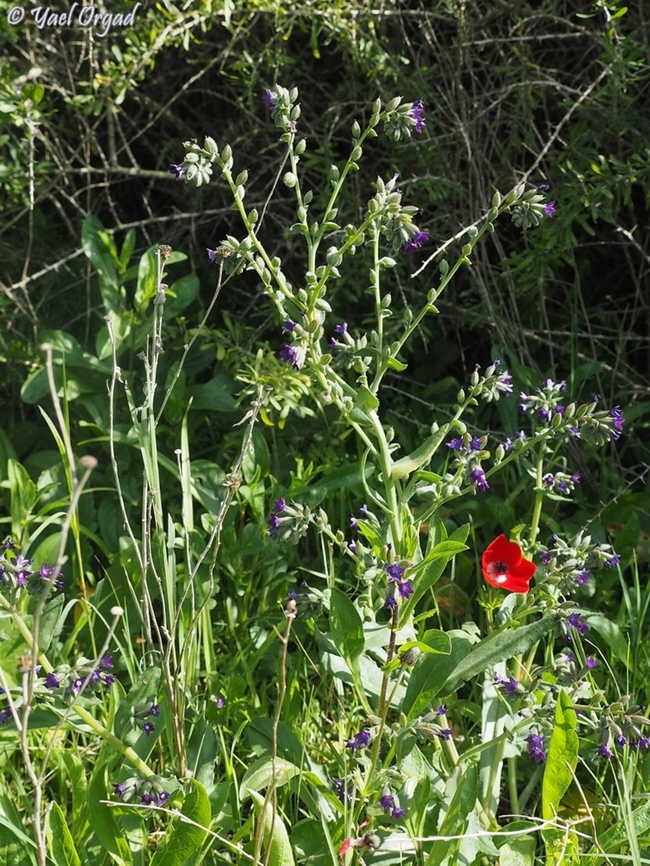 Anchusa undulata  Anchusa undulata,Geotagged,Israel,Winter