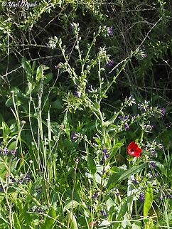 Anchusa undulata  Anchusa undulata,Geotagged,Israel,Winter