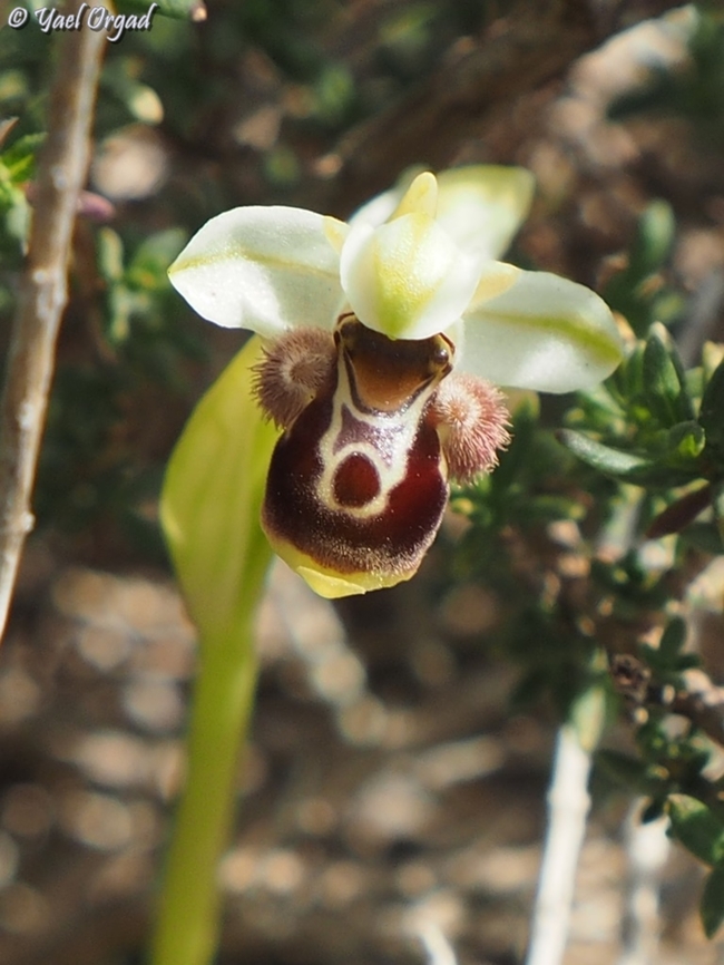 Ophrys umbilicata ssp. beerii  Carmel Bee-Orchid,Geotagged,Israel,Ophrys umbilicata,Winter