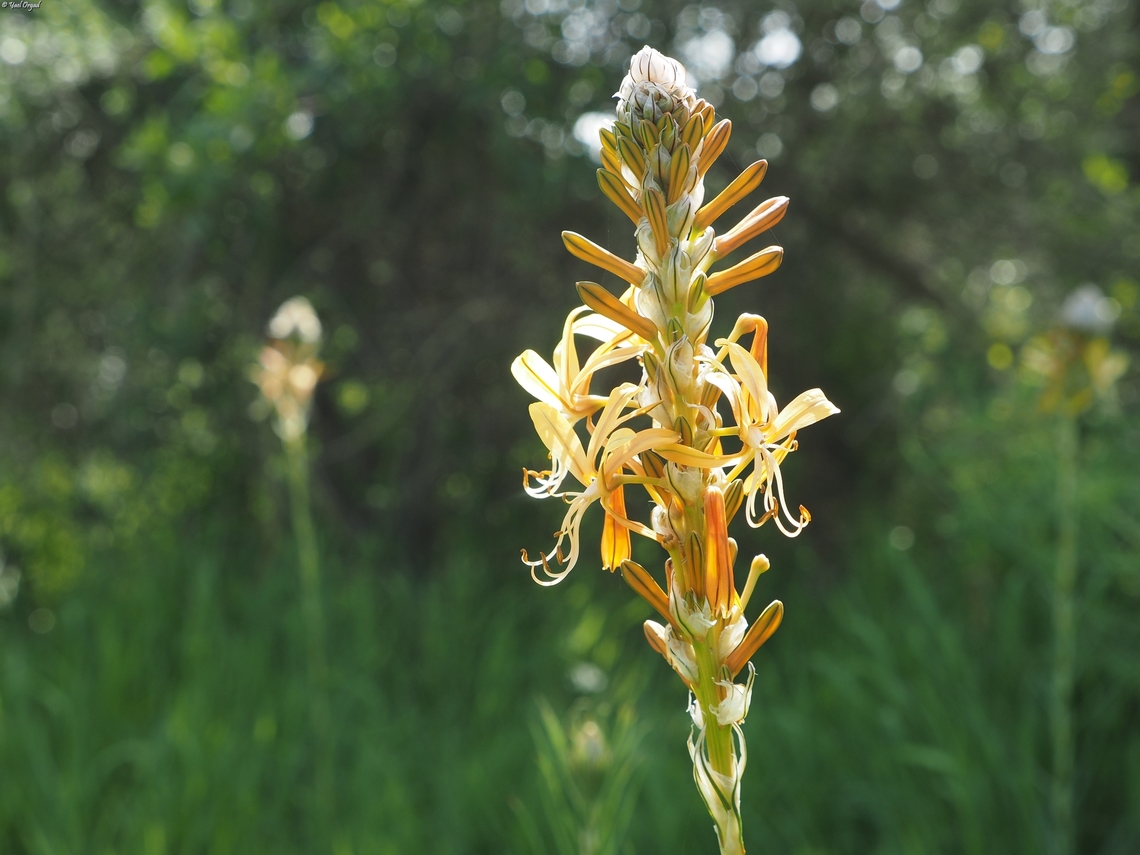 Asphodeline lutea  Asphodeline lutea,Geotagged,Israel,King's Spear,Winter