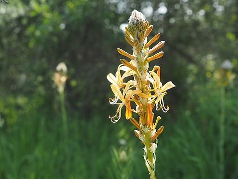 Asphodeline lutea  Asphodeline lutea,Geotagged,Israel,King's Spear,Winter