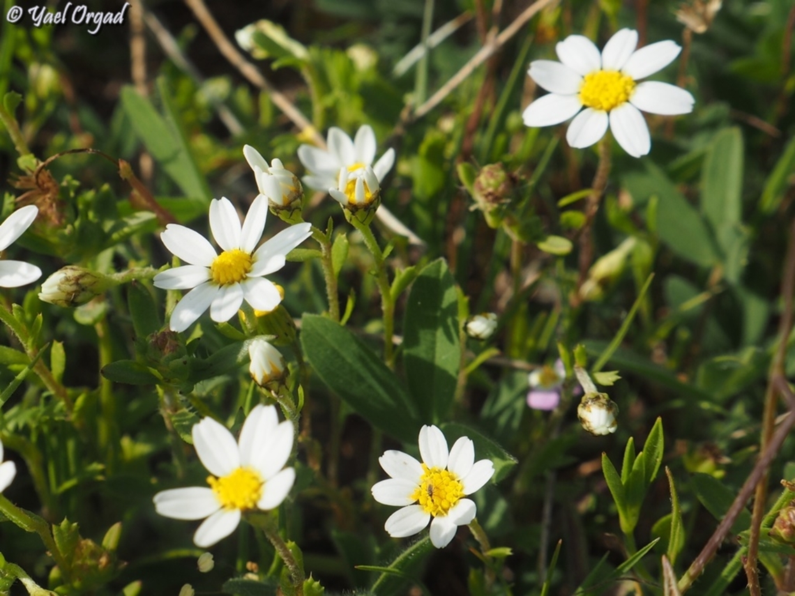 Anthemis leucanthemifolia  Anthemis leucanthemifolia,Geotagged,Israel,Winter