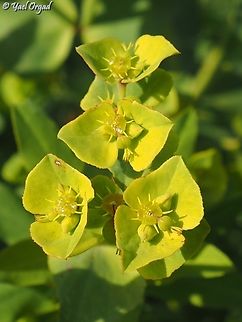 Euphorbia terracina  Euphorbia terracina,Geotagged,Israel,Winter