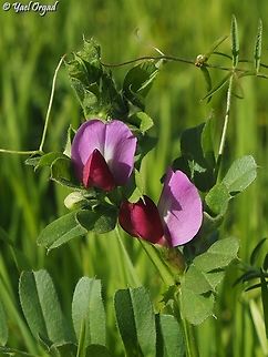 Vicia sativa  Common vetch,Geotagged,Israel,Vicia sativa,Winter