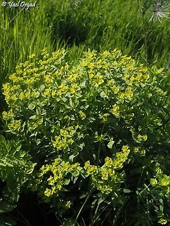Euphorbia terracina  Euphorbia terracina,Geotagged,Israel,Winter