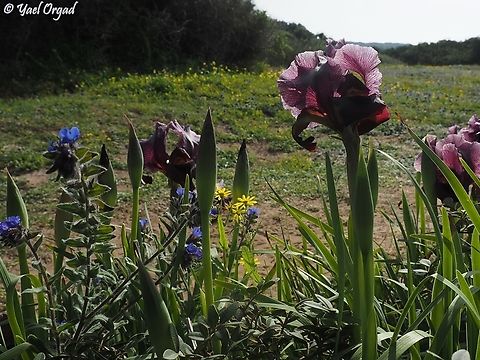 Iris atropurpurea & Alkanna tinctoria  Alkanna tinctoria,Coastal iris,Geotagged,Iris atropurpurea,Israel,Winter
