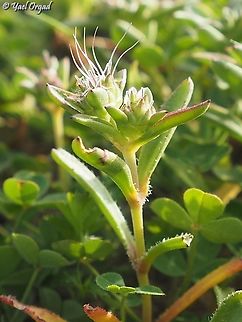 Plantago sarcophylla  Geotagged,Israel,Plantago sarcophylla,Winter