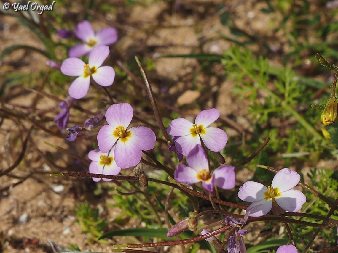 Maresia pulchella  Geotagged,Israel,Maresia pulchella,Winter