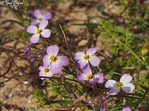 Maresia pulchella  Geotagged,Israel,Maresia pulchella,Winter