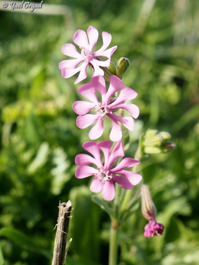 Silene colorata  Geotagged,Israel,Silene colorata,Winter