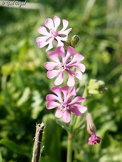 Silene colorata  Geotagged,Israel,Silene colorata,Winter