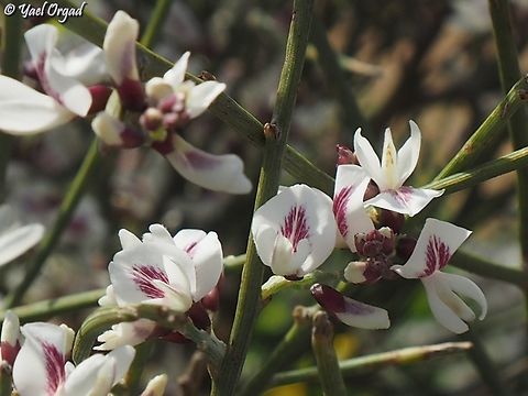 Retama raetam  Geotagged,Israel,Retama raetam,Winter