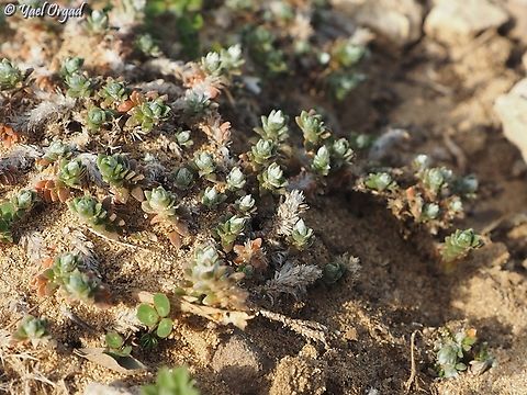 Paronychia palaestina  Geotagged,Israel,Paronychia palaestina,Winter