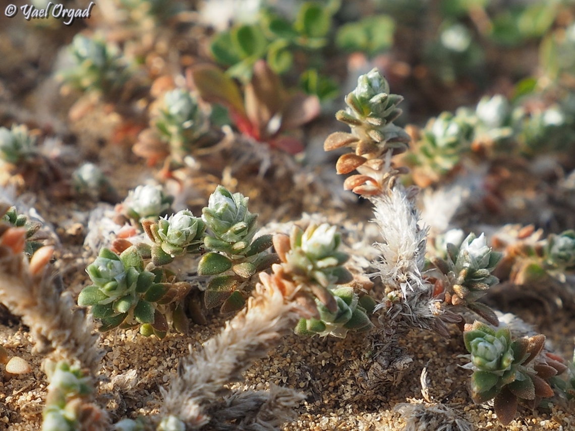 Paronychia palaestina  Geotagged,Israel,Paronychia palaestina,Winter