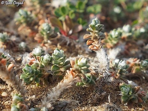 Paronychia palaestina  Geotagged,Israel,Paronychia palaestina,Winter
