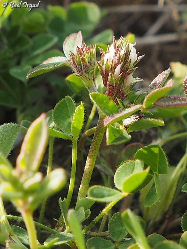 Trifolium scabrum  Geotagged,Israel,Trifolium scabrum,Winter