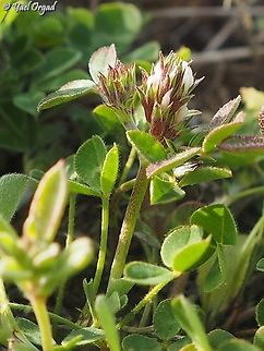 Trifolium scabrum  Geotagged,Israel,Trifolium scabrum,Winter