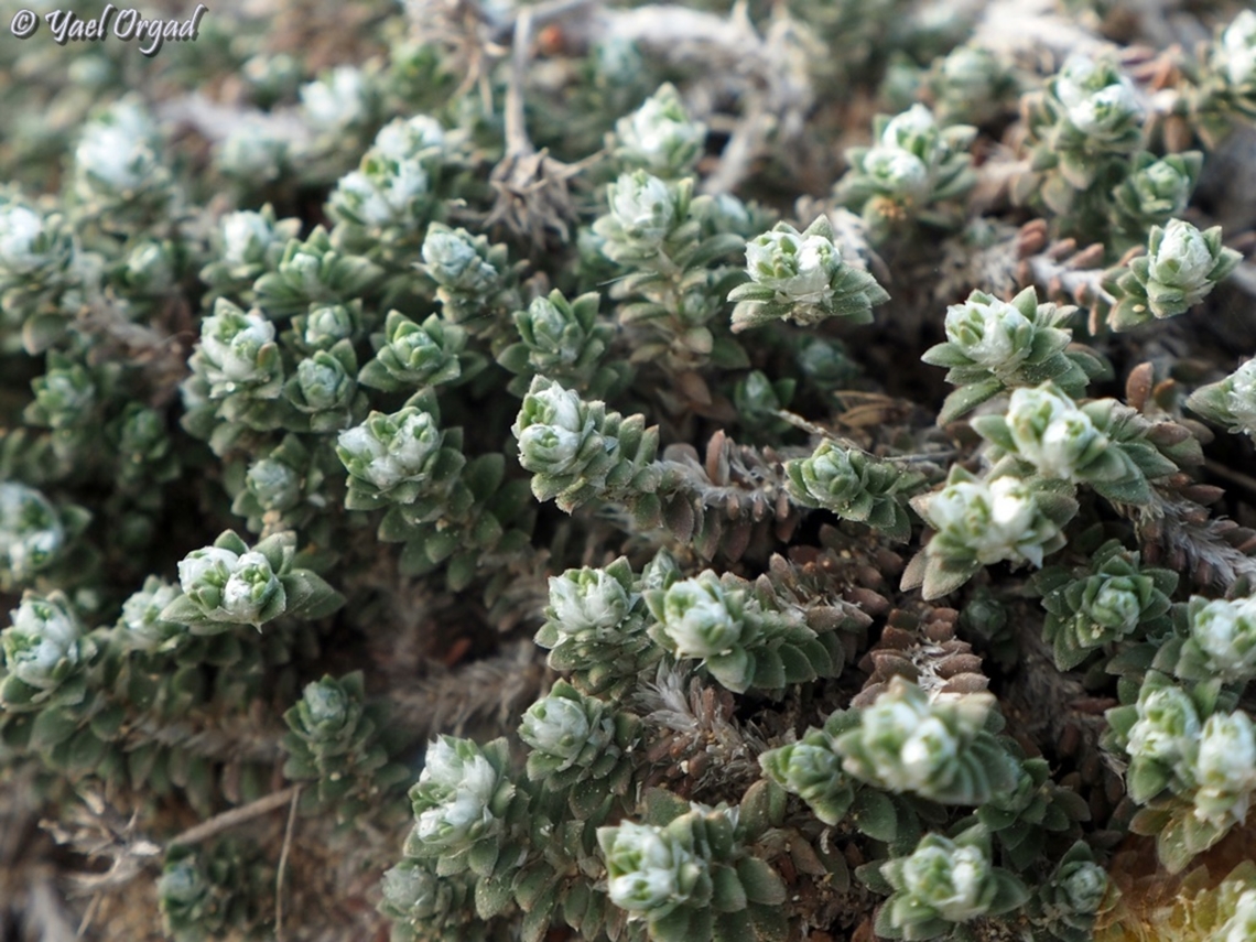 Paronychia palaestina  Geotagged,Israel,Paronychia palaestina,Winter