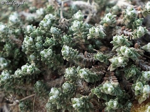 Paronychia palaestina  Geotagged,Israel,Paronychia palaestina,Winter