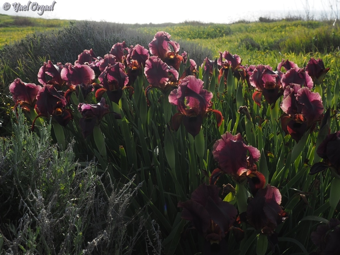 Iris atropurpurea  Coastal iris,Geotagged,Iris atropurpurea,Israel,Winter