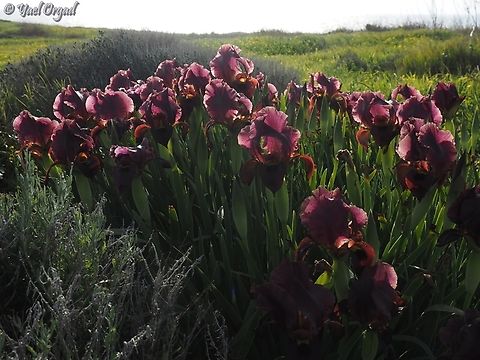 Iris atropurpurea  Coastal iris,Geotagged,Iris atropurpurea,Israel,Winter