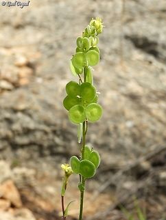 Biscutella didyma  Biscutella didyma,Geotagged,Israel,Mediterranean Buckler-Mustard,Winter