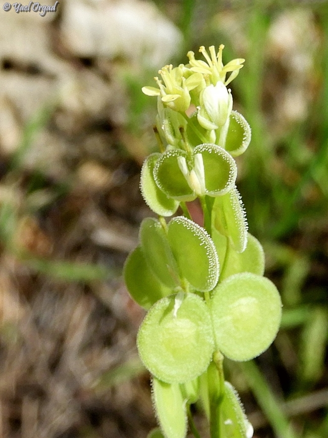 Biscutella didyma  Biscutella didyma,Geotagged,Israel,Mediterranean Buckler-Mustard,Winter