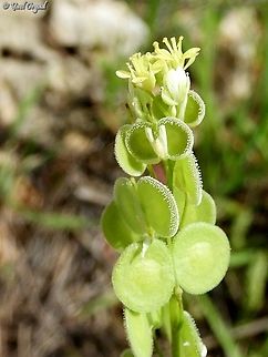 Biscutella didyma  Biscutella didyma,Geotagged,Israel,Mediterranean Buckler-Mustard,Winter