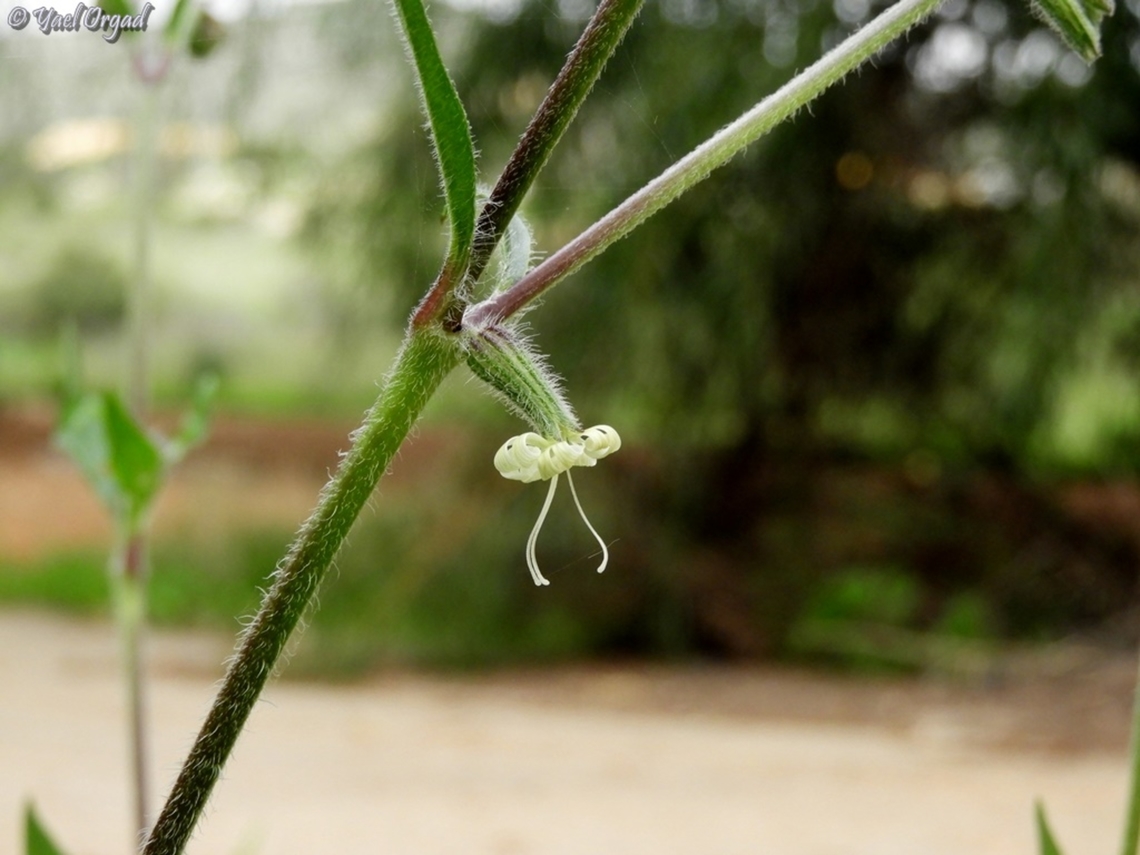 Silene dichotoma  Forked catchfly,Geotagged,Israel,Silene dichotoma,Winter
